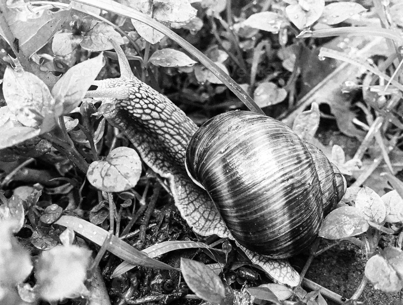 Big garden snail in shell crawling on wet road hurry home photo