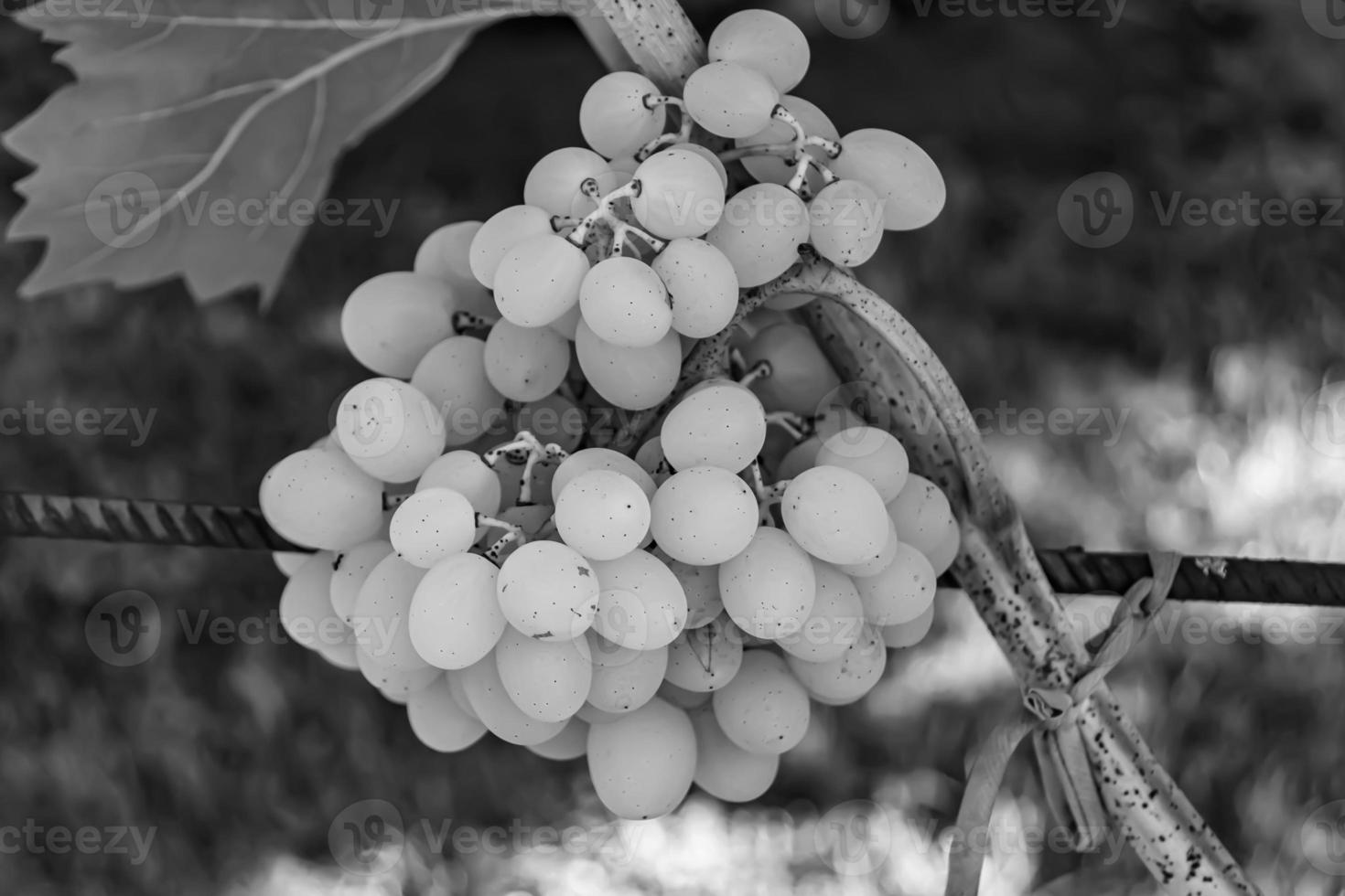 Photography on theme beautiful berry branch grape bush photo