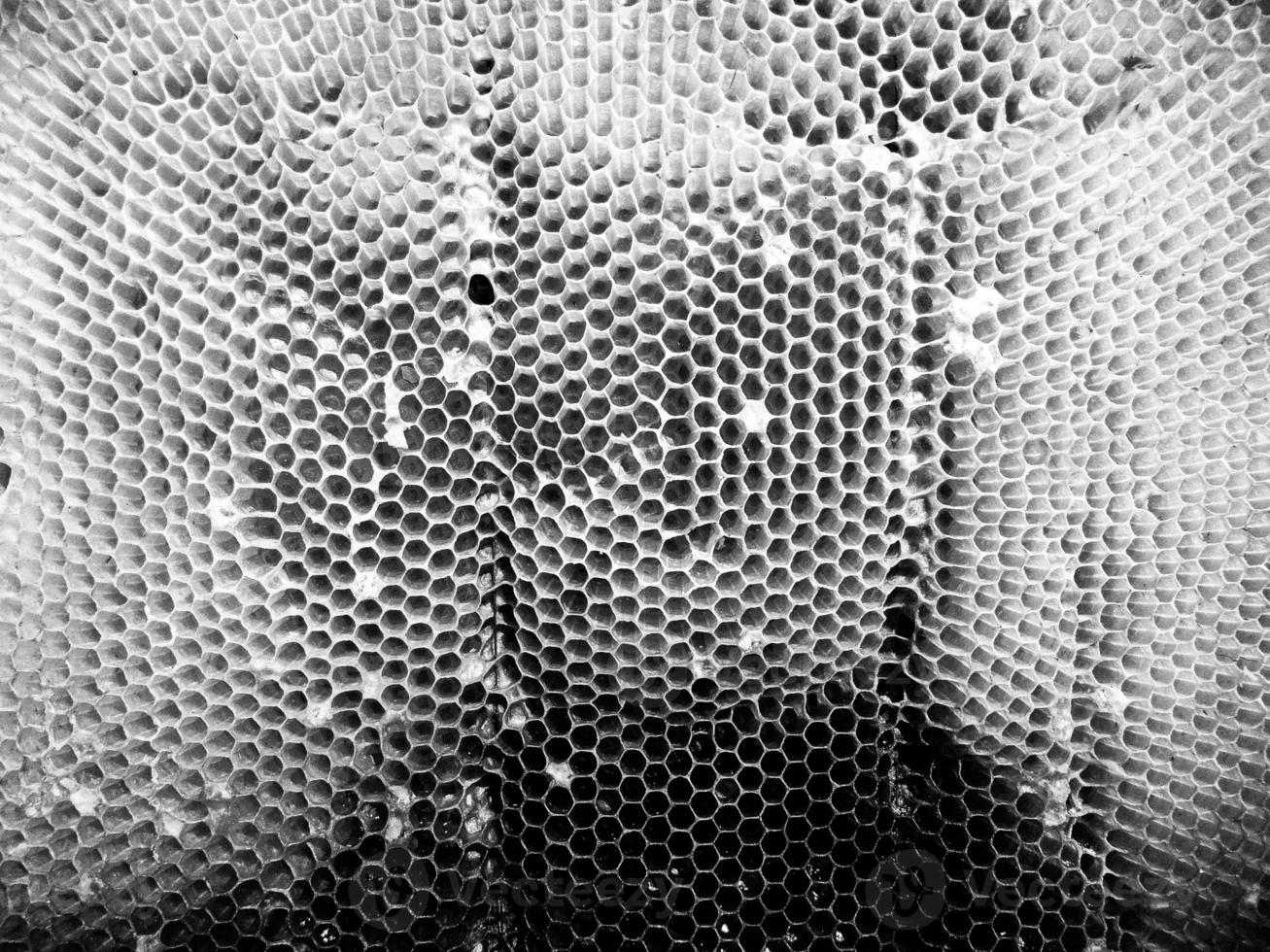 Abstract hexagon structure is honeycomb from bee hive photo