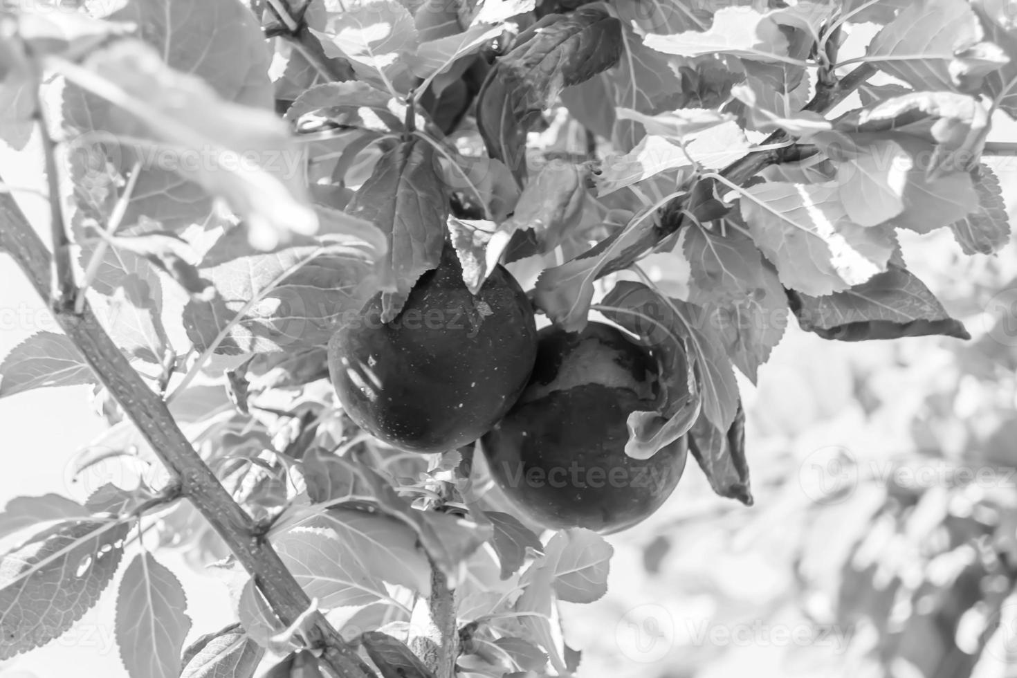 Photography on theme beautiful fruit branch plum tree photo