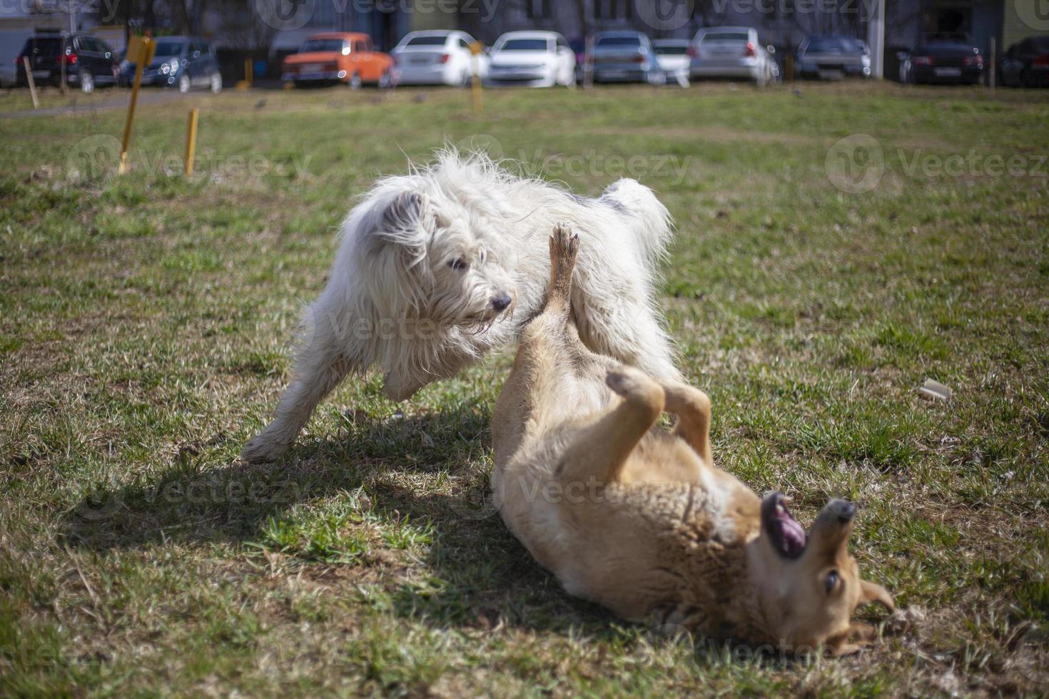 Dogs play. Pets on street. Big dogs fight. Walking pets in summer. photo