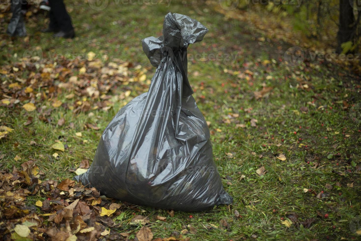 Bag with leaves. Black plastic bag. Cleaning in yard in autumn. photo