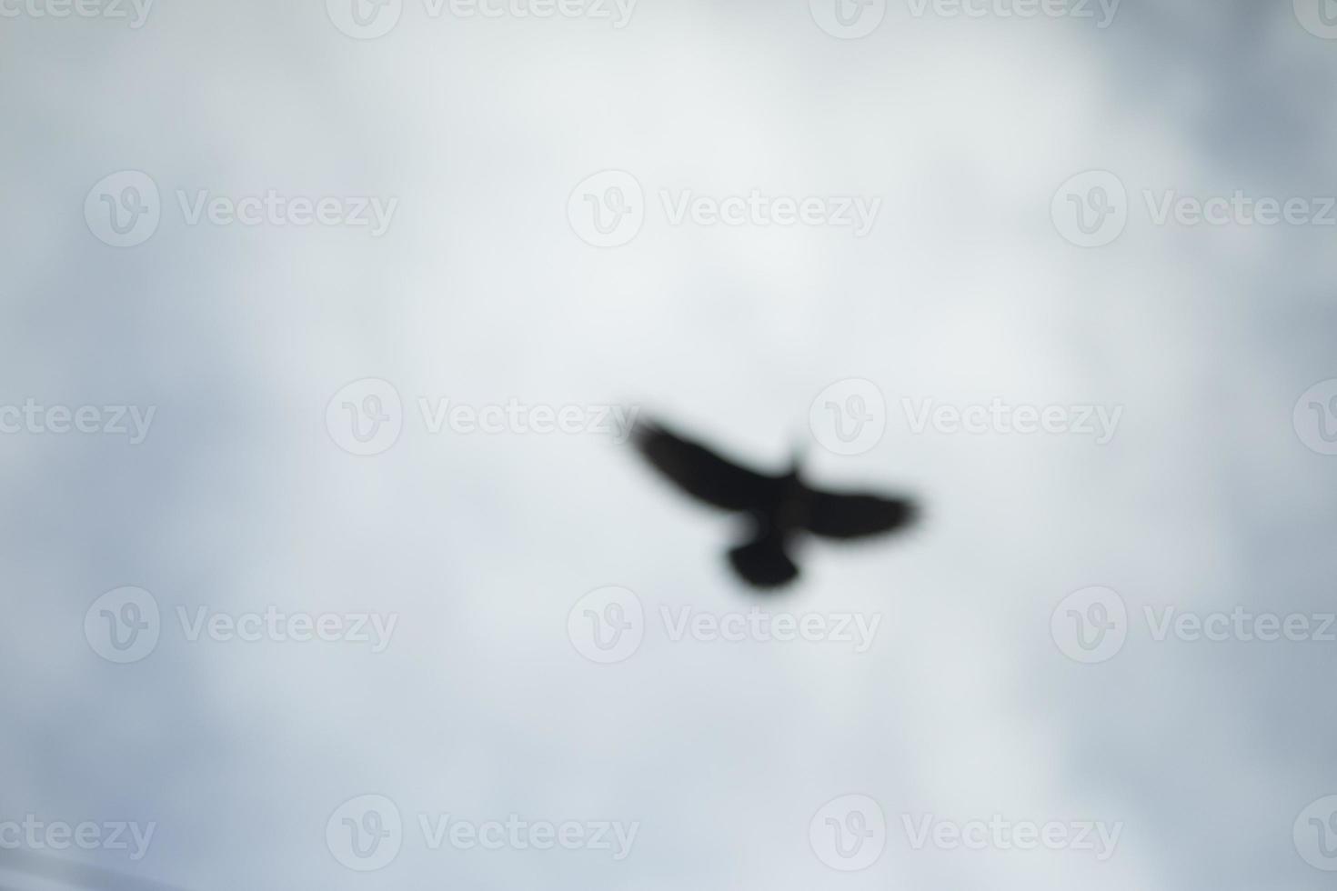 Blurry silhouette of raven. Unfocused picture of bird. Example of poor eyesight. How person without glasses for vision sees. photo