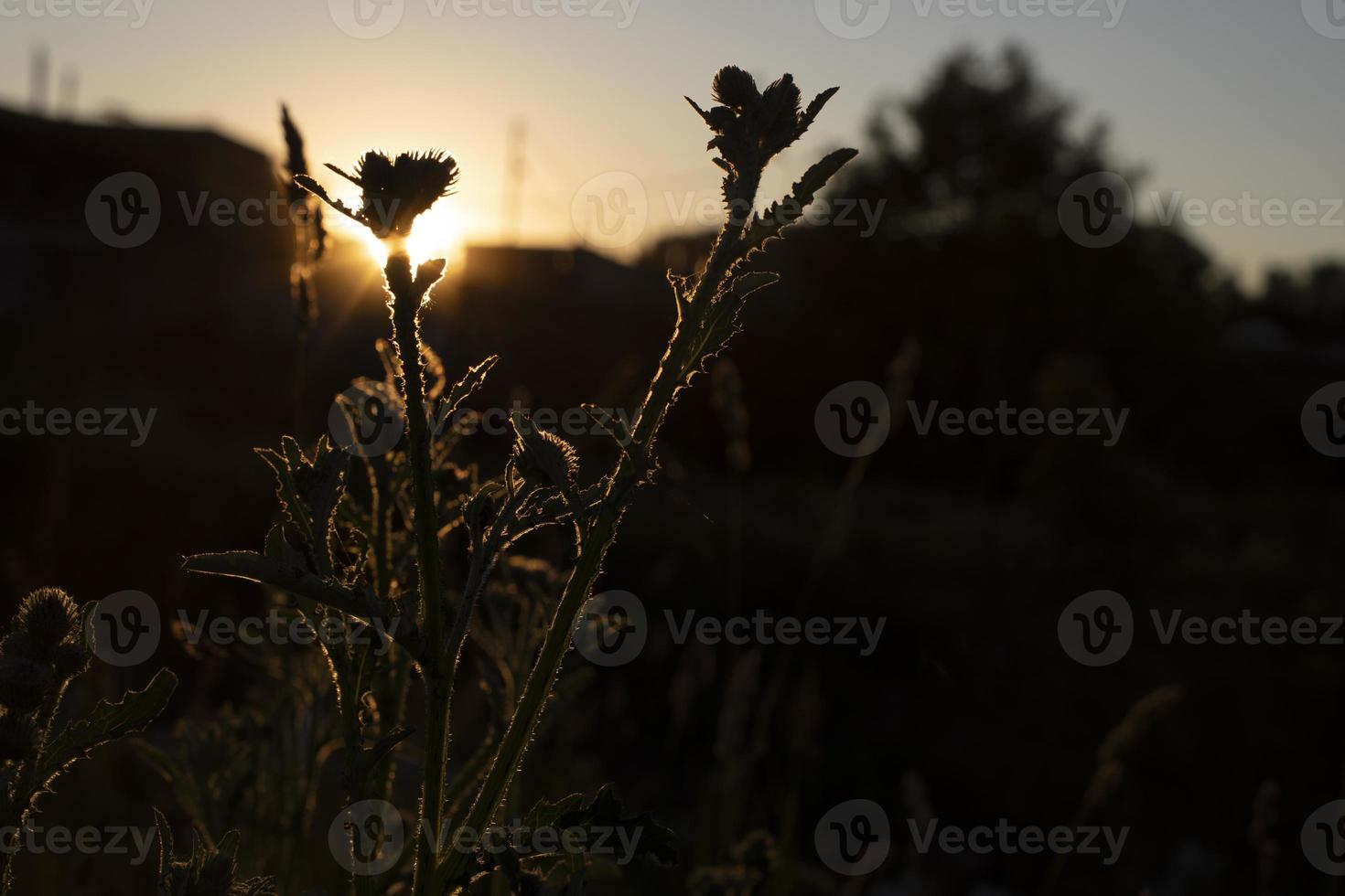 Plant at sunset. Light in thickets. Details of summer nature. photo