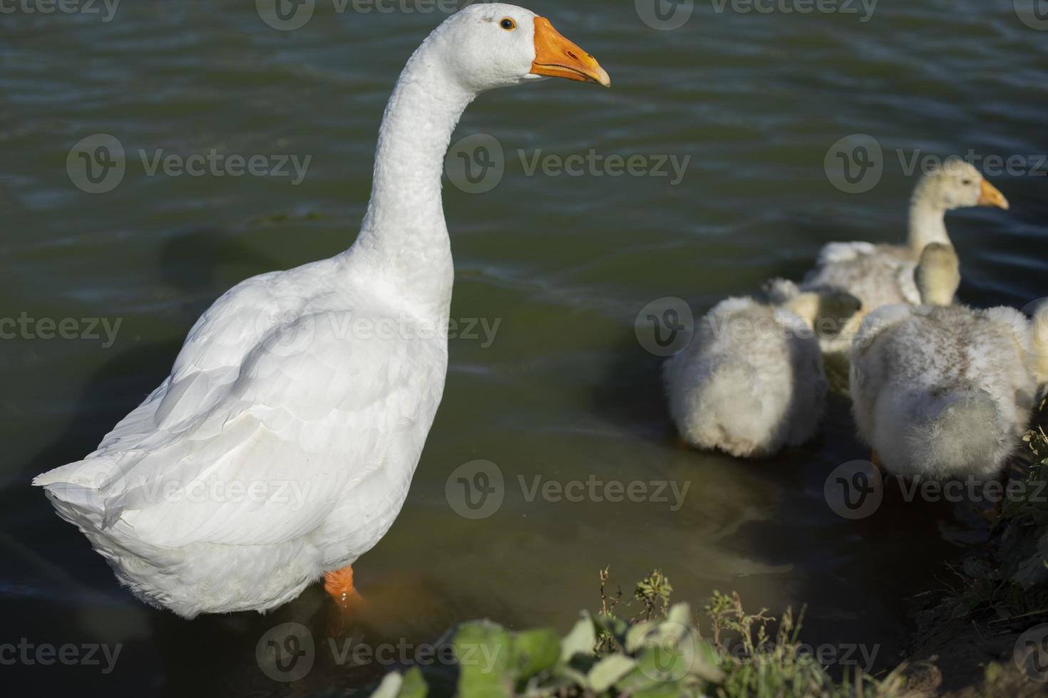 Goose with goslings. White bird in water. Goose on pond. Life of animals on farm. photo