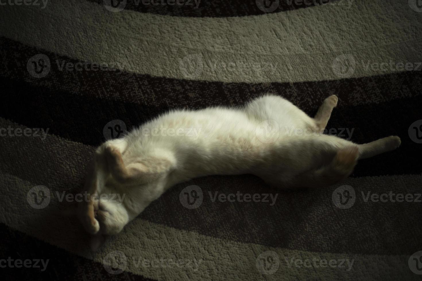 gato en la alfombra. gato blanco en el interior. mascota en casa. foto