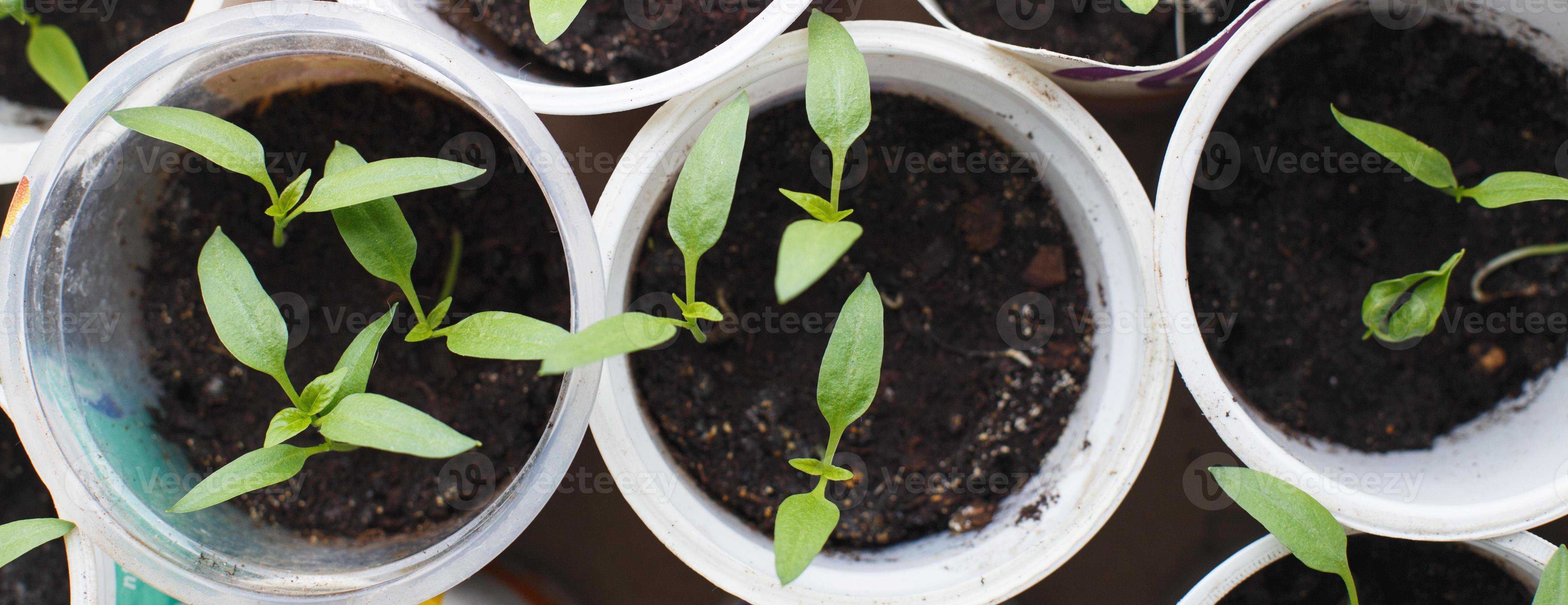 pepper seedlings growing on windowsill of the house. banner 13933502