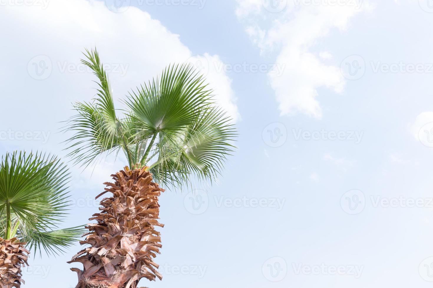 Egypt Palm tree against the blue sky photo