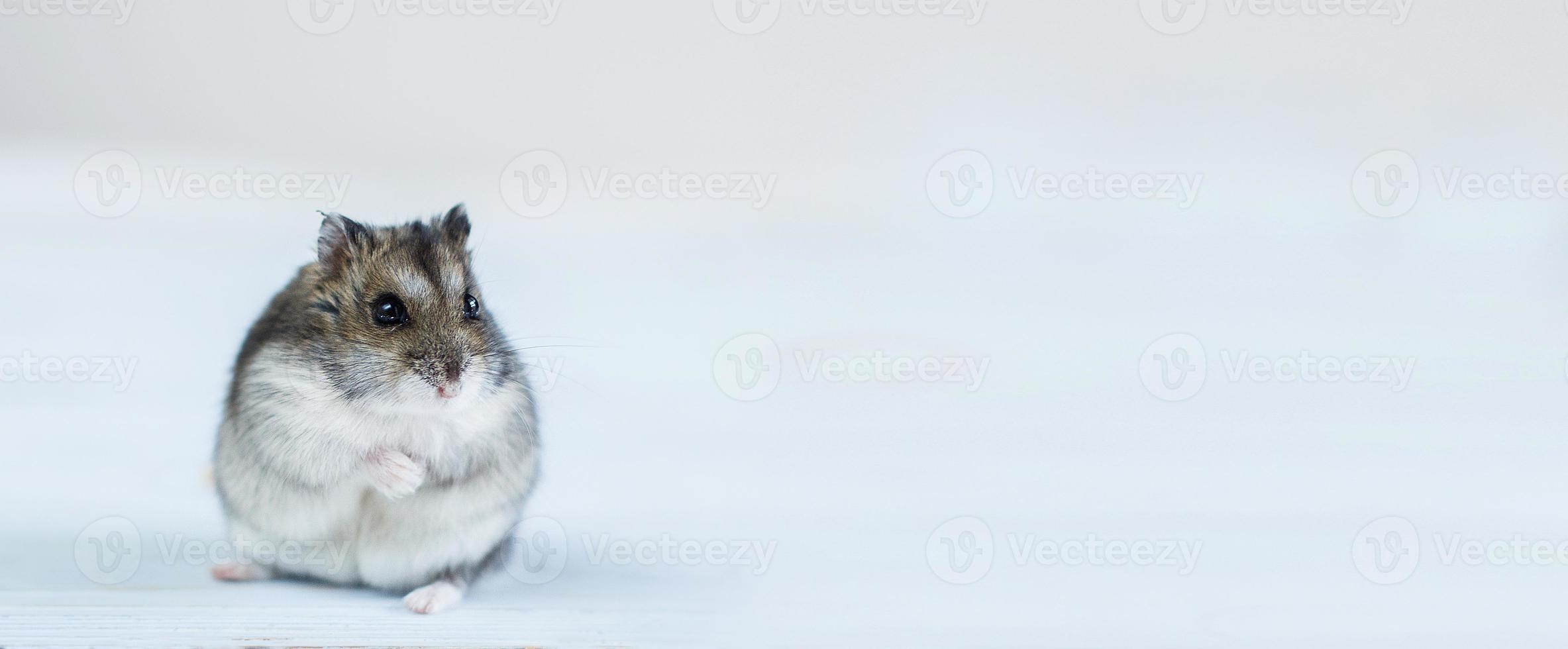 A little hamster sits on a white background. banner photo