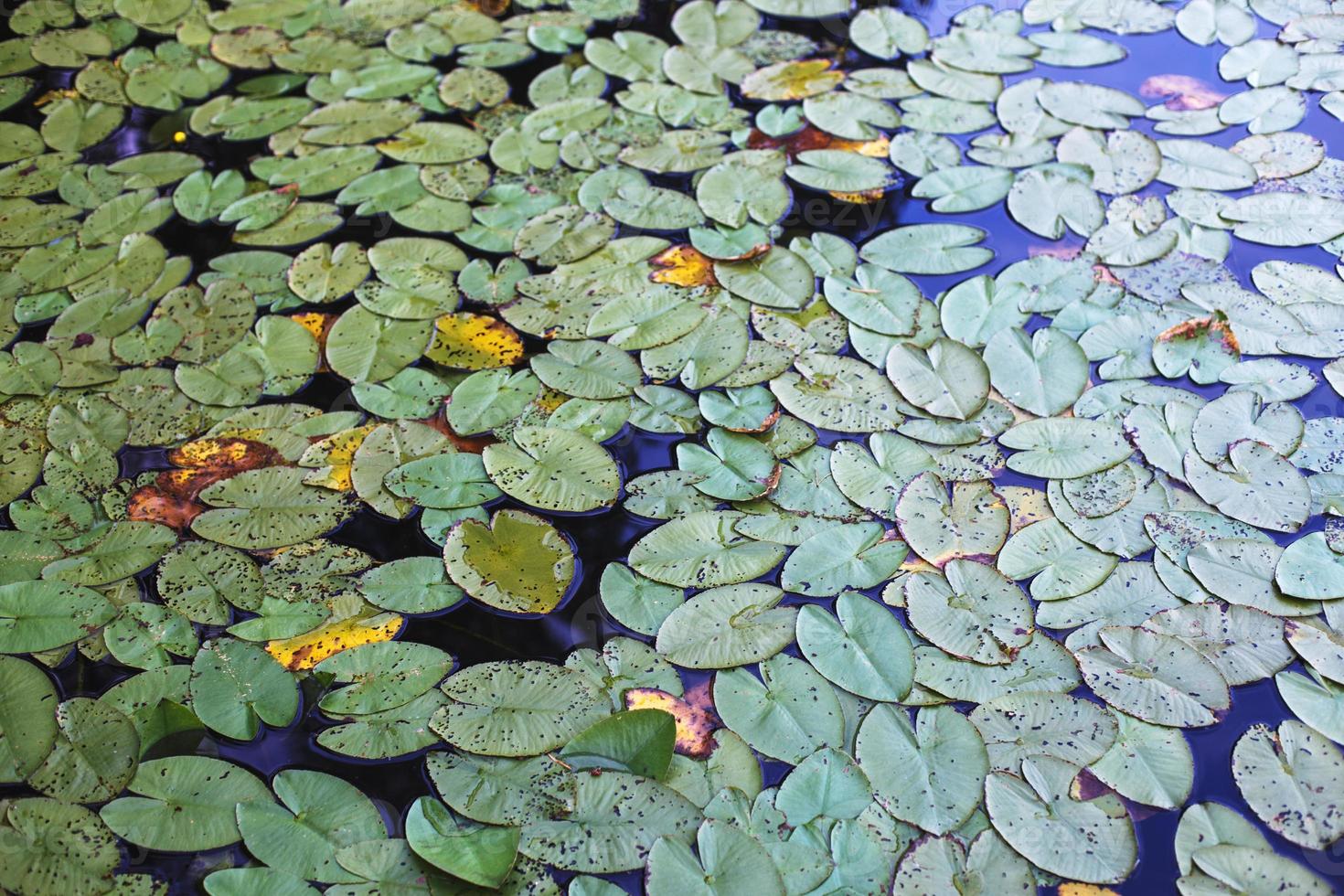 Top View of green Water lily leaves in a pond. lotus flower background photo