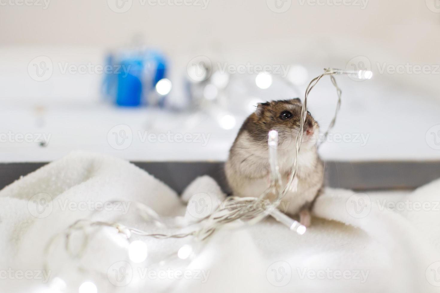 A little hamster with a christmas garland and with present box sits on a light blue wooden background photo