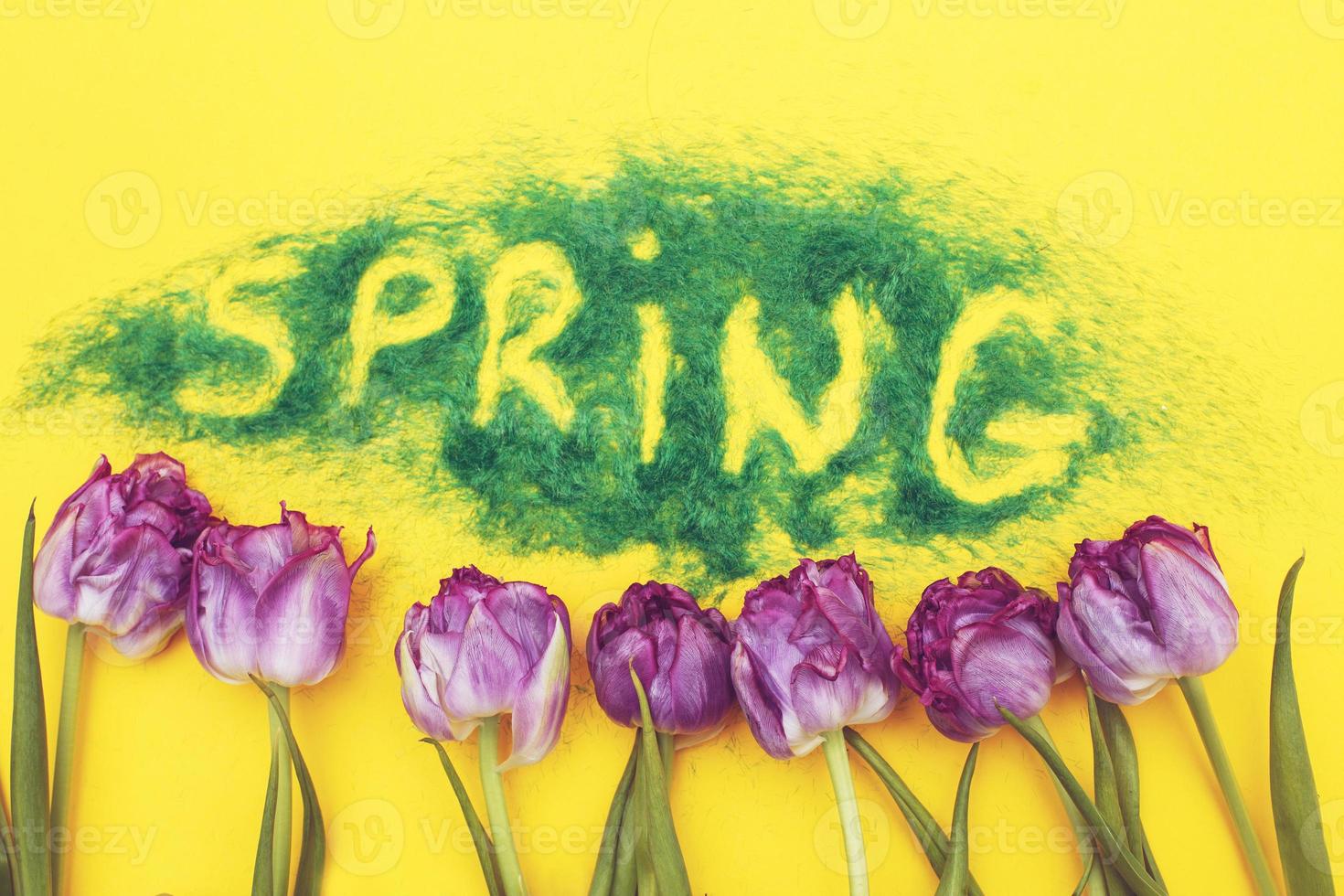 The inscription Spring from decorative green grass on a yellow background with a watering can and flowers tulips photo