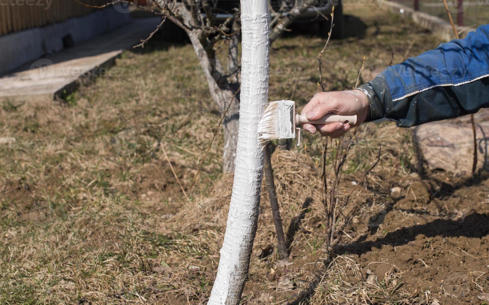 mano humana sosteniendo un cepillo y blanqueando un árbol joven a principios de la primavera. concepto de jardinería foto