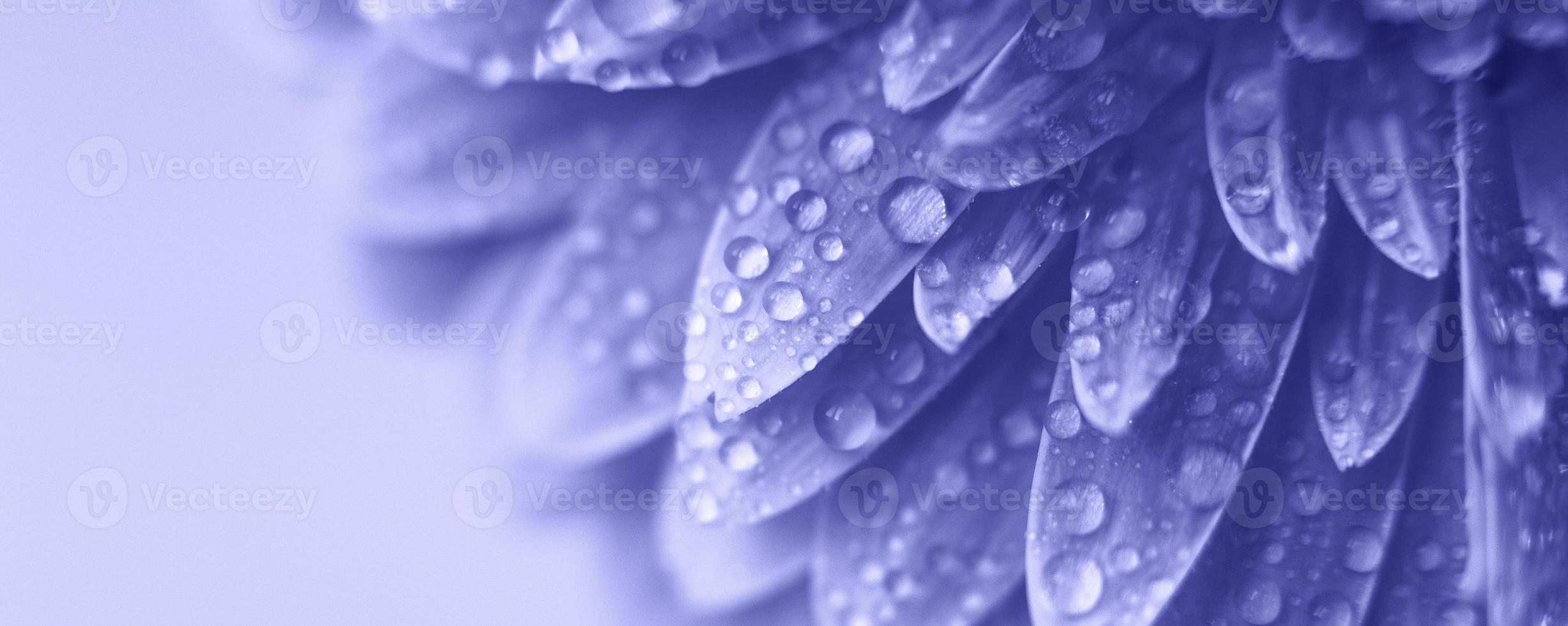 purple Gerbera flower petals with drops of water. abstract background. Very Peri photo