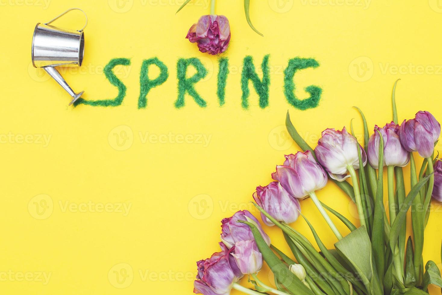 The inscription Spring from decorative green grass on a yellow background with a watering can and flowers tulips photo