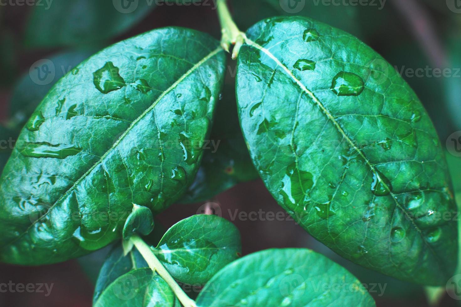 arbustos de arándanos verdes húmedos con una gota de agua de cerca. fondo de hojas naturales foto