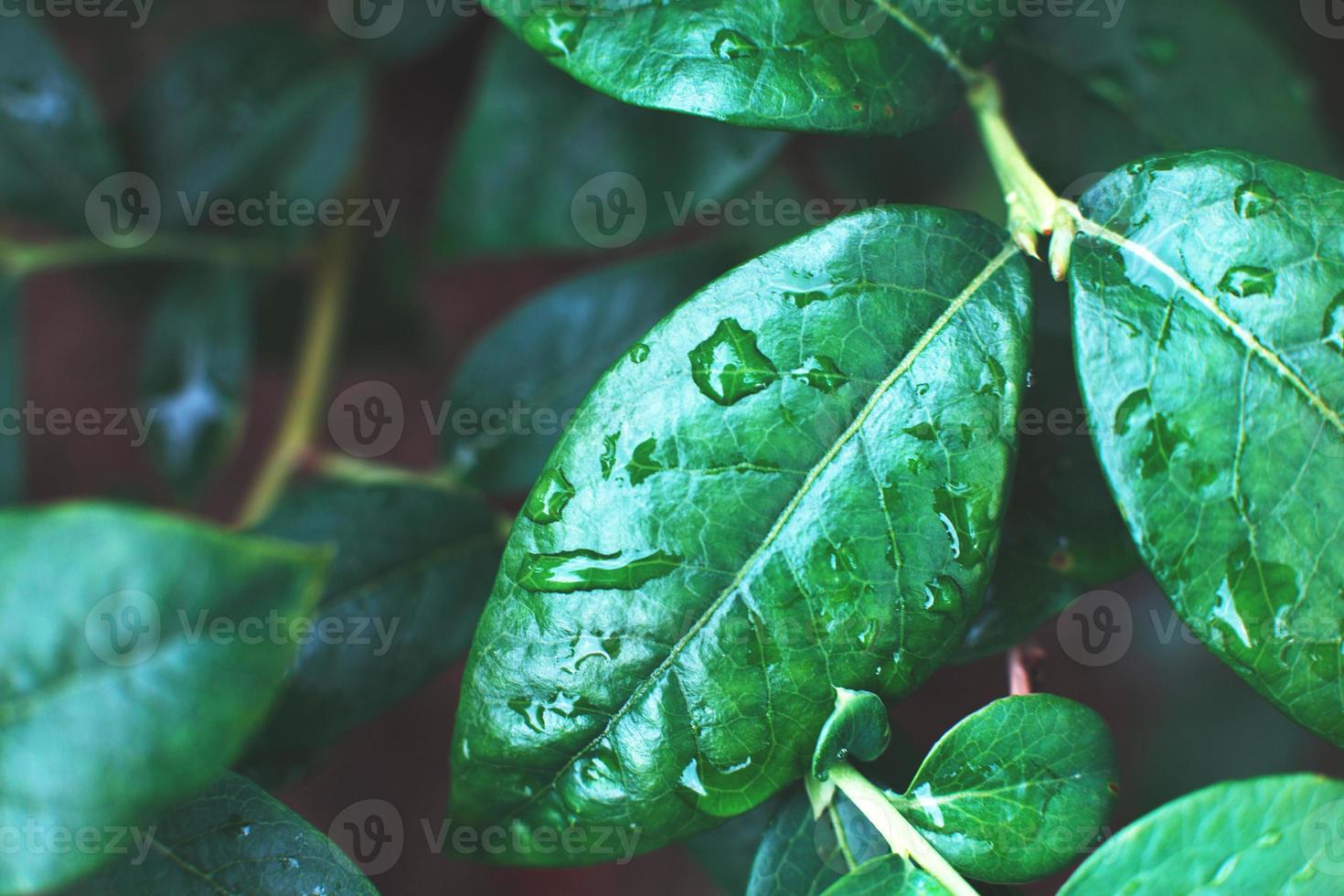 arbustos de arándanos verdes húmedos con una gota de agua de cerca. fondo de hojas naturales foto