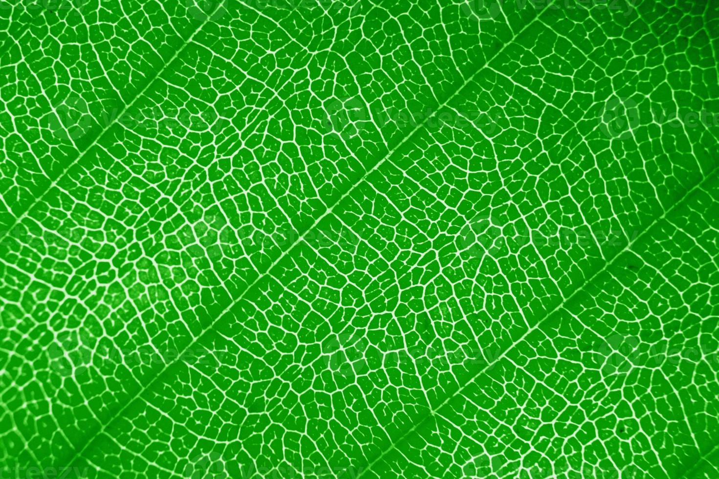Macro photo of microscopic organic foliage. green leaf texture background.