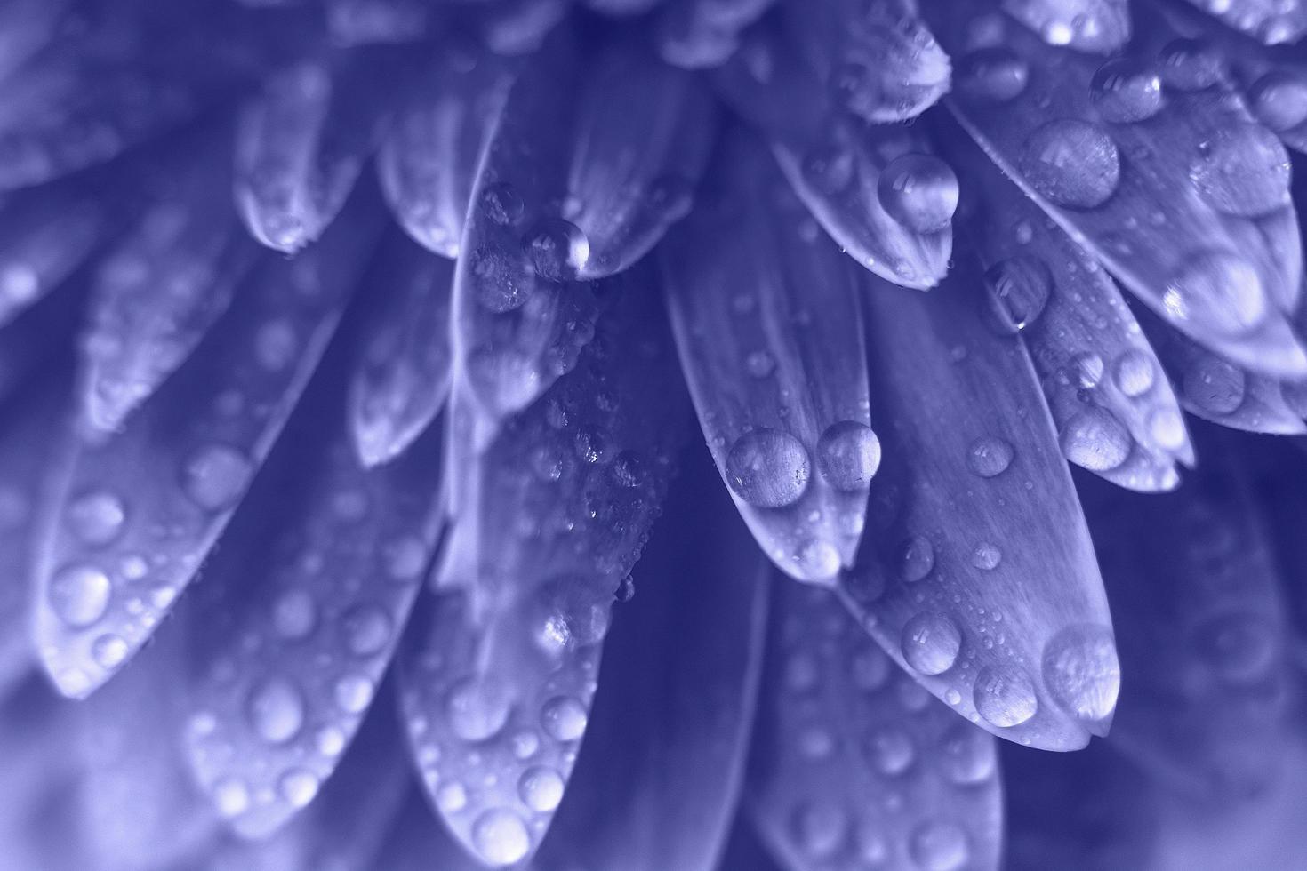 pétalos de flores de gerbera púrpura con gotas de agua. fondo abstracto. muy peri foto