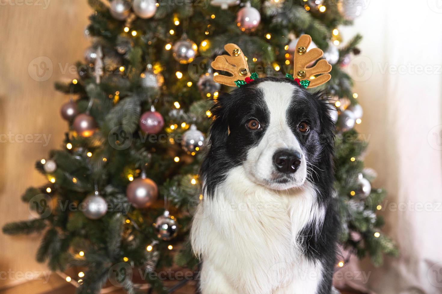 Funny cute puppy dog border collie wearing Christmas costume deer horns hat near christmas tree at home indoors background. Preparation for holiday. Happy Merry Christmas concept. photo