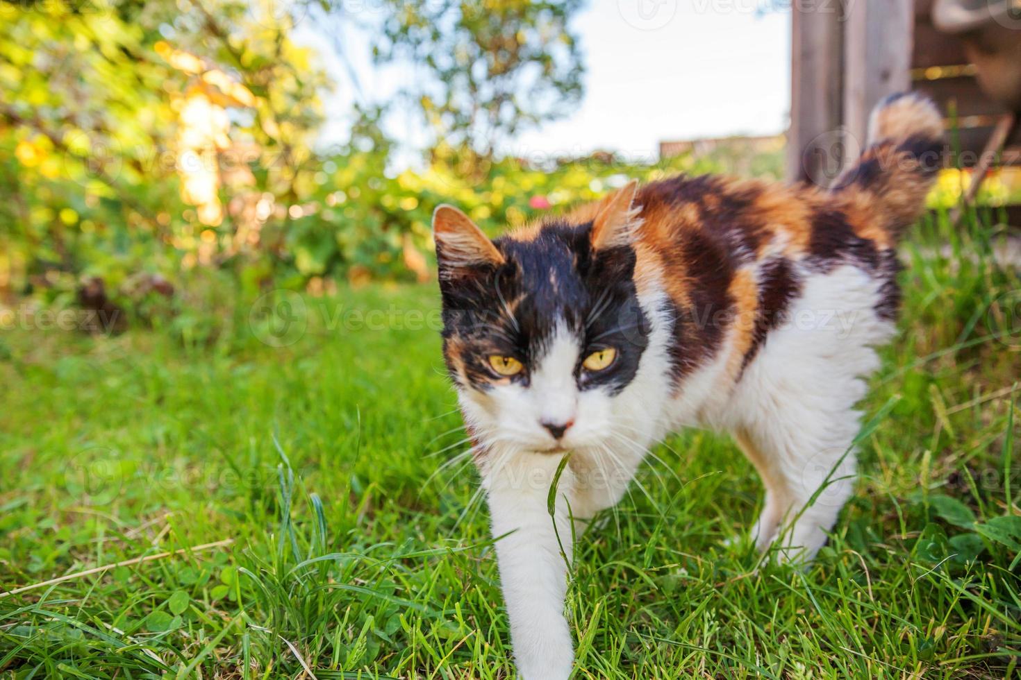 Arrogant short-haired domestic beautiful tabby cat sneaks through fresh green grass meadow background photo