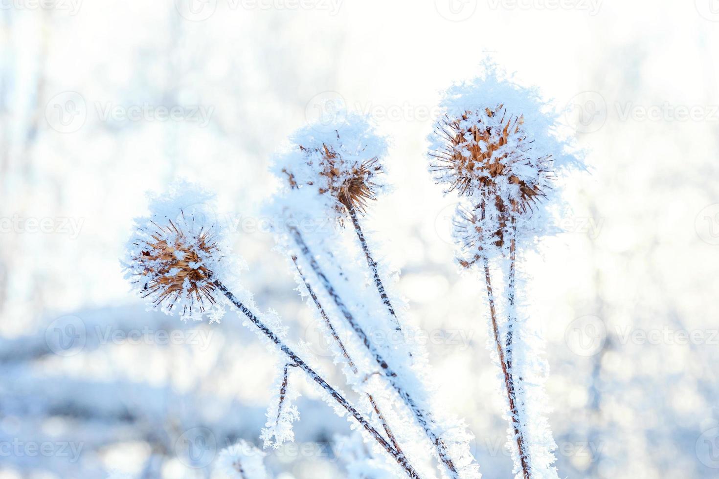 Frosty burdock grass in snowy forest, cold weather in sunny morning. Tranquil winter nature in sunlight. Inspirational natural winter garden, park. Peaceful cool ecology landscape background. photo