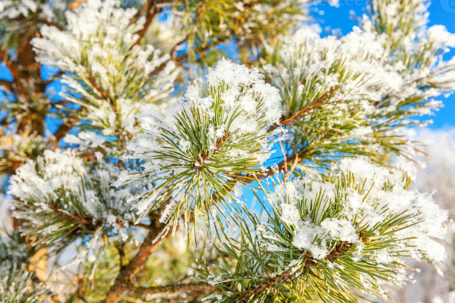 Frosty pine tree branch in snowy forest, cold weather sunny morning. Tranquil winter nature in sunlight. Inspirational natural winter garden or park. Peaceful cool ecology nature landscape background. photo