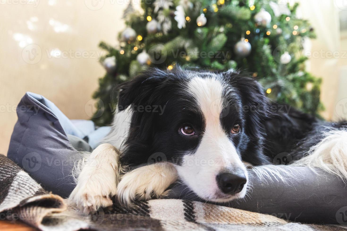 Funny portrait of cute puppy dog border collie lying down near Christmas tree at home indoors. Preparation for holiday. Happy Merry Christmas time concept. photo