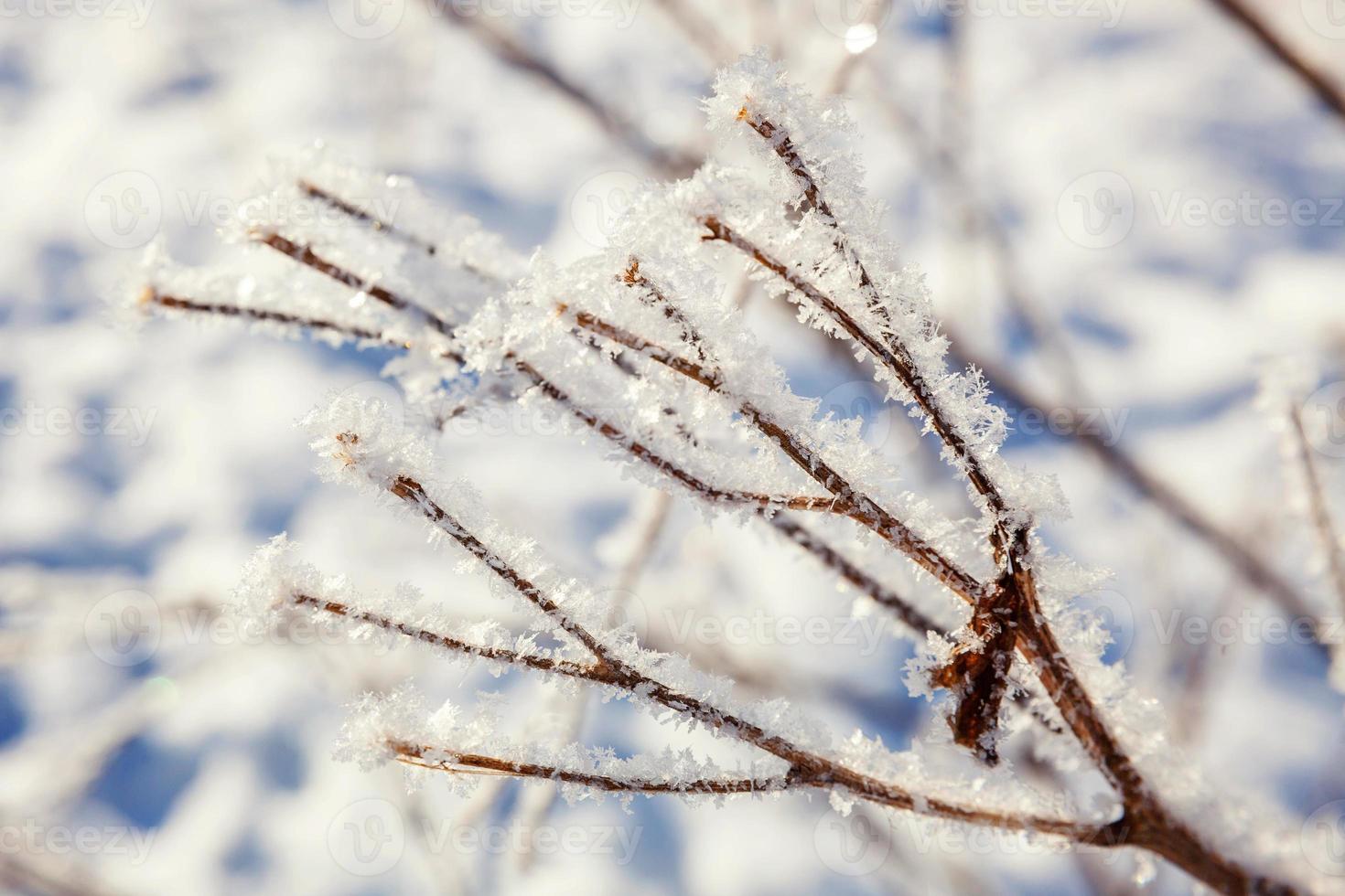 Frosty tree branch in snowy forest, cold weather in sunny morning. Tranquil winter nature in sunlight. Inspirational natural winter garden or park. Peaceful cool ecology nature landscape background. photo