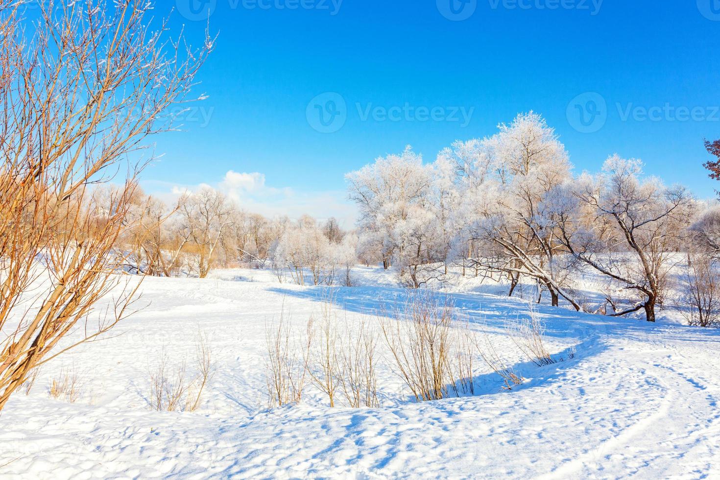 Frosty trees in snowy forest, cold weather in sunny morning. Tranquil winter nature in sunlight. Inspirational natural winter garden or park. Peaceful cool ecology nature landscape background. photo