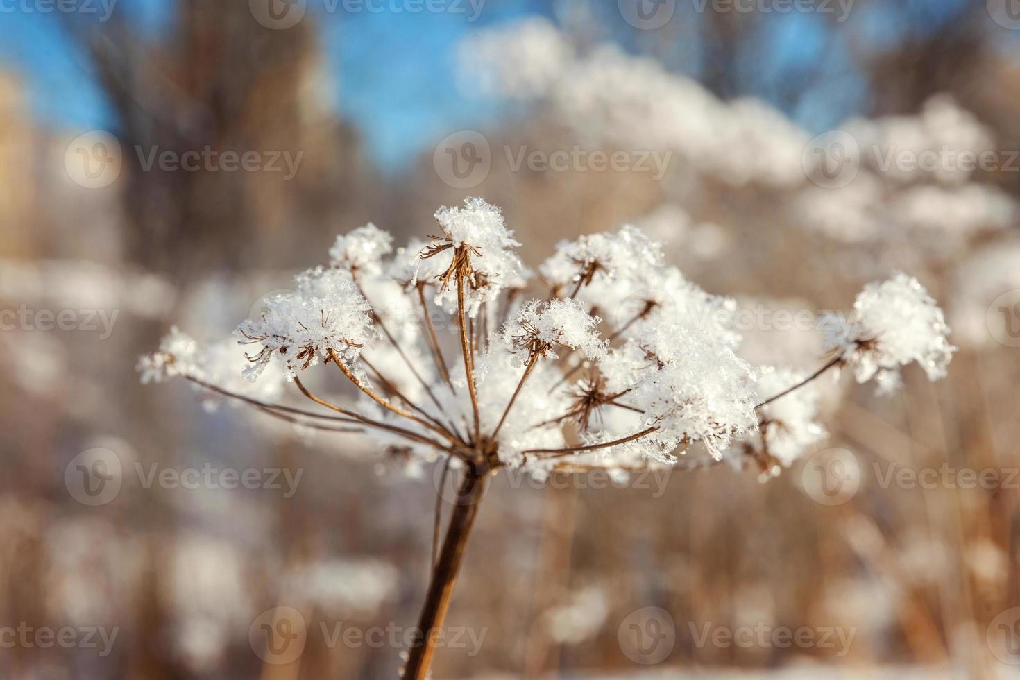 Frosty grass in snowy forest, cold weather in sunny morning. Tranquil winter nature in sunlight. Inspirational natural winter garden, park. Peaceful cool ecology landscape background. photo