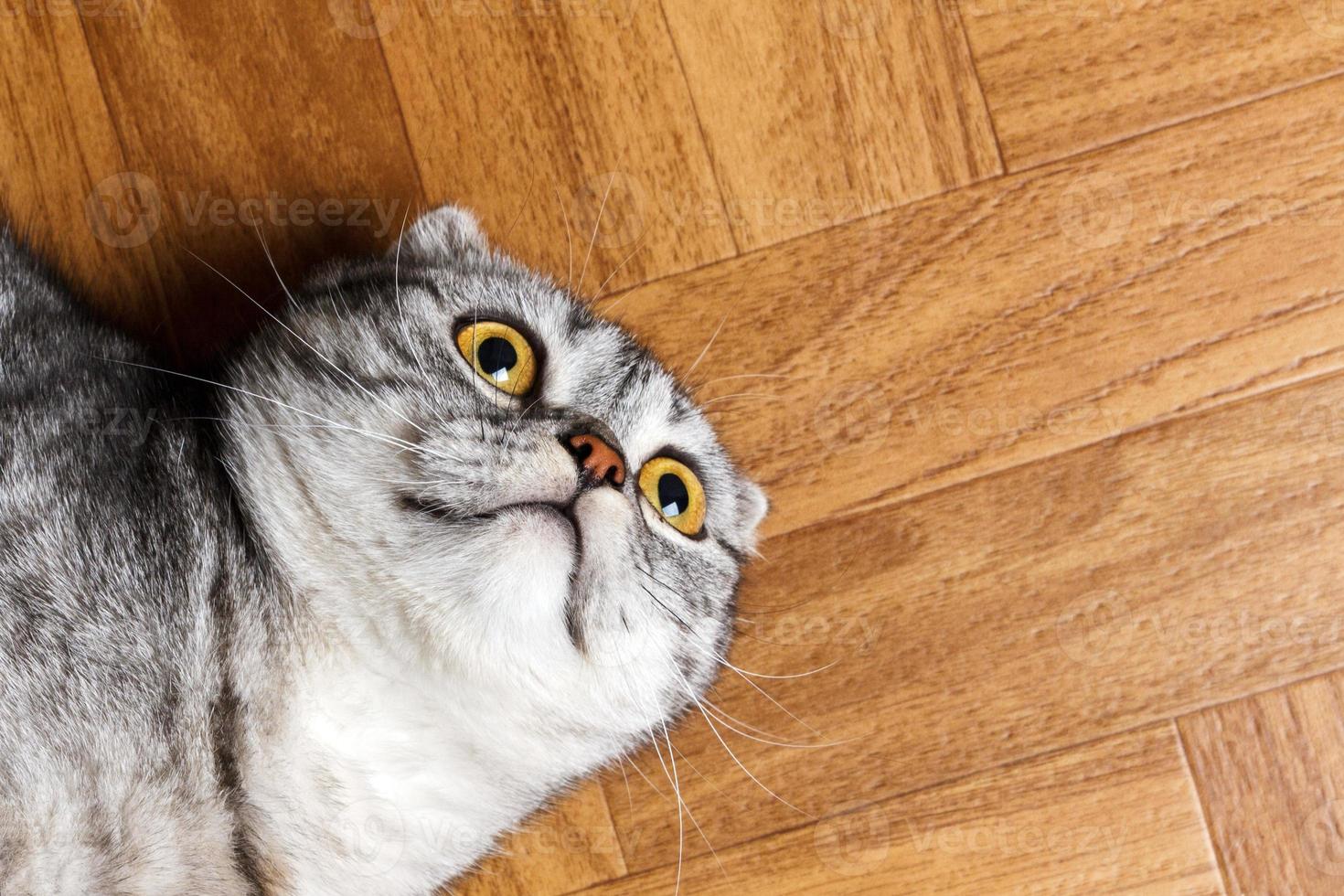 Surprised Cat lying on the floor, close up. British cat lying on the floor with copy space photo