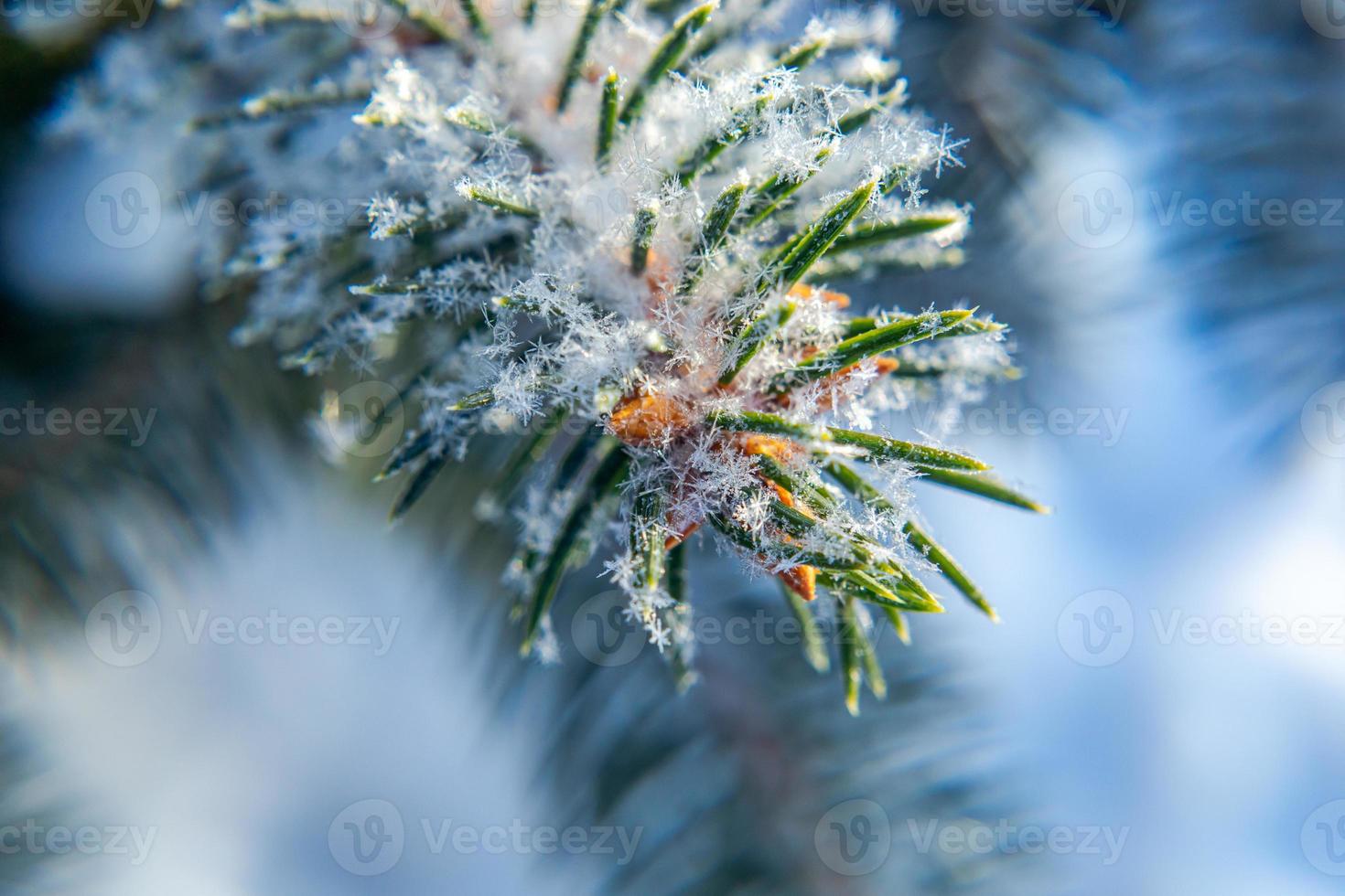 Frosty fir tree with shiny ice frost in snowy forest park. Christmas tree covered hoarfrost and in snow. Tranquil peacful winter nature. Extreme north low temperature, cool winter weather outdoor. photo