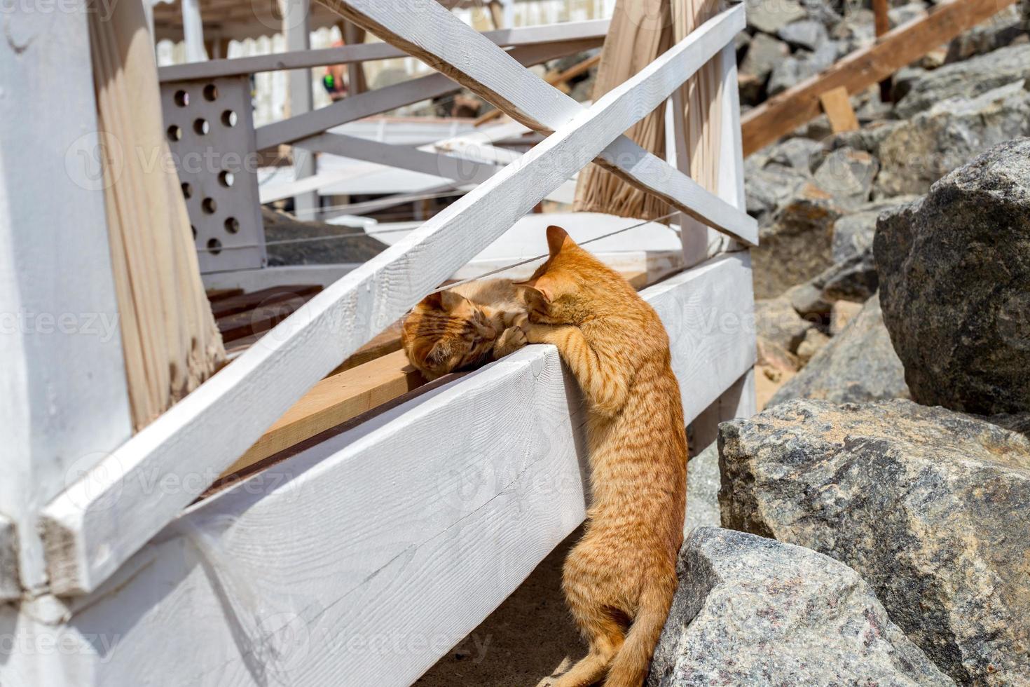 Two Yellow kittens playing outside. Two cat fight and play in stone photo