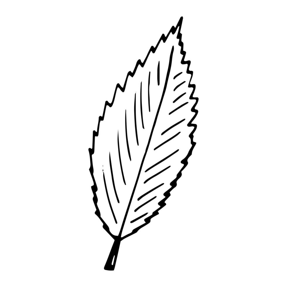 rosehip leaf hand drawn in doodle style. icon, sticker, decor element. sketch, monochrome, minimalism scandinavian vector