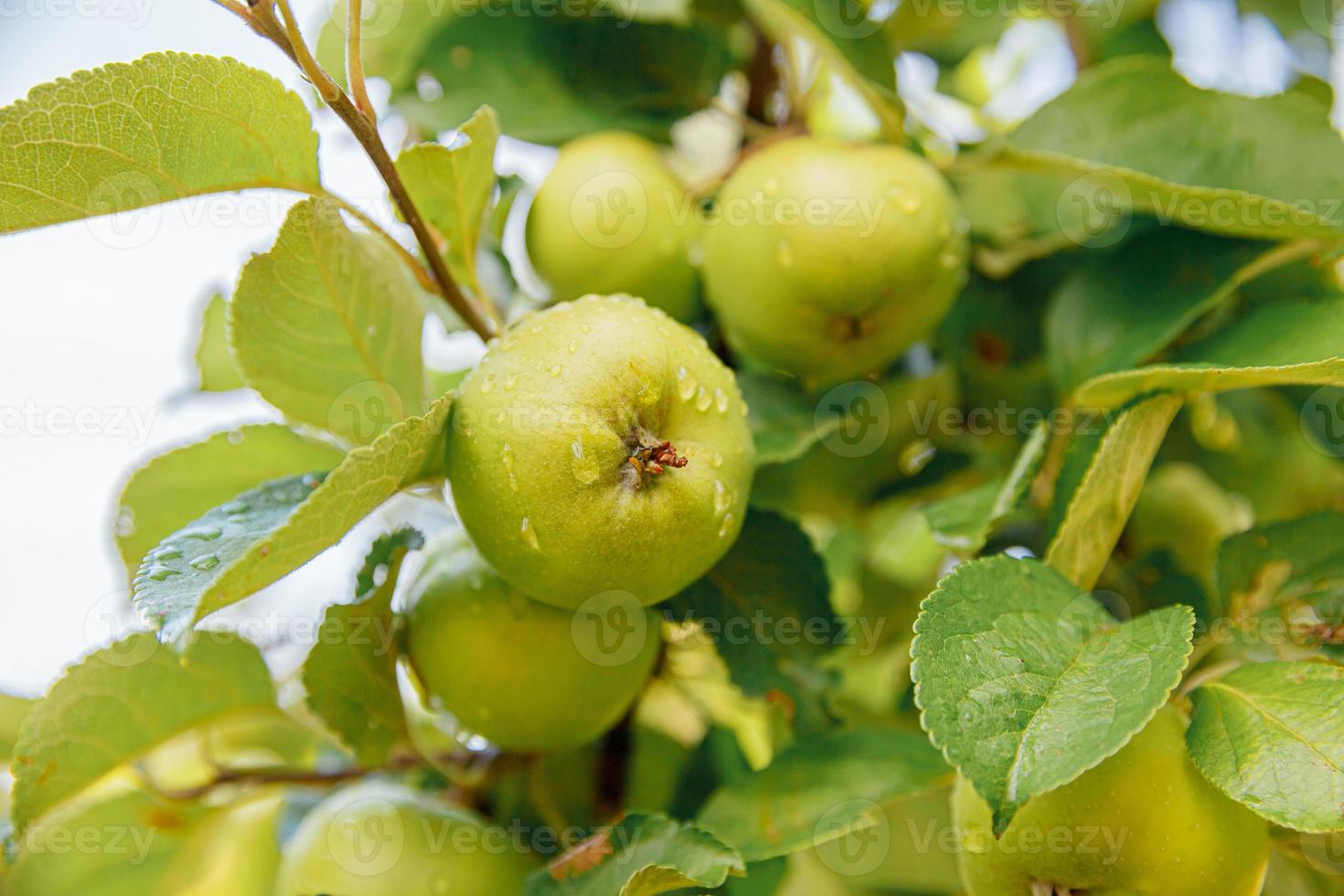 Manzanas verdes perfectas que crecen en un árbol en un huerto de manzanas orgánicas. vista de otoño en el jardín de estilo rural. concepto de dieta de bebé vegetariano vegano de comida sana. el jardín local produce alimentos limpios. foto