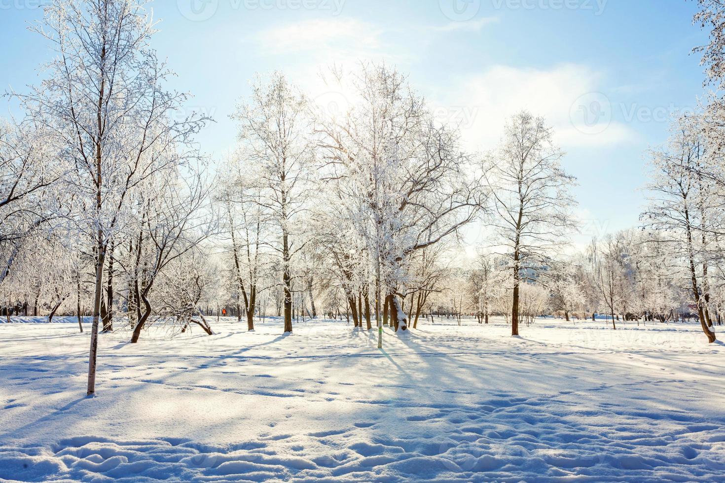 árboles helados en el bosque nevado, clima frío en la mañana soleada. tranquila naturaleza invernal a la luz del sol. jardín o parque de invierno natural inspirador. fondo de paisaje de naturaleza de ecología fresca y pacífica. foto