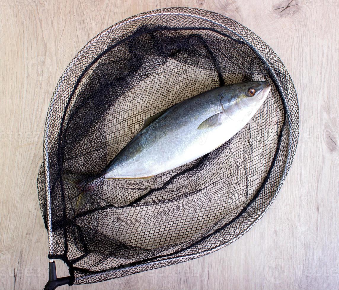 Fish caught in the net photo