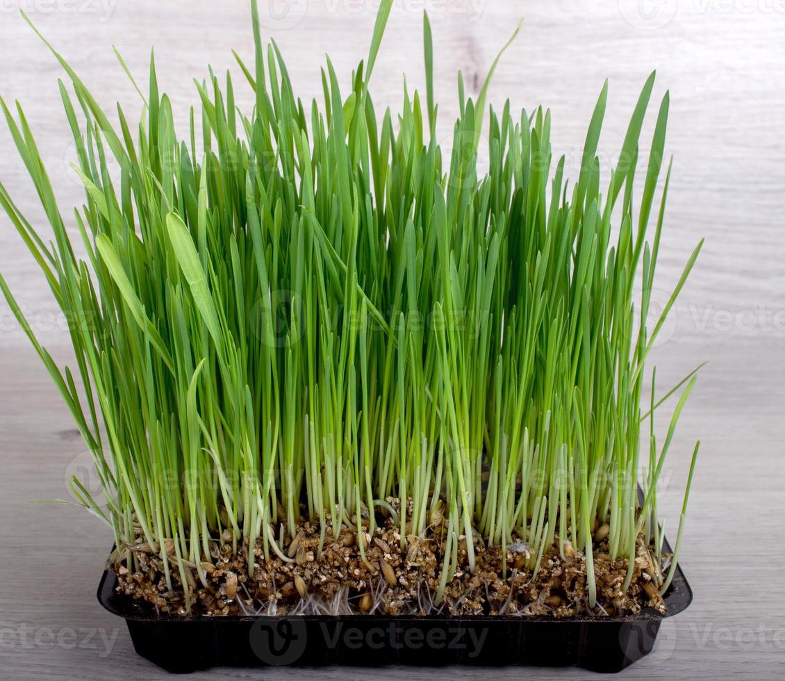 Germinated seeds of oat, green grass. photo