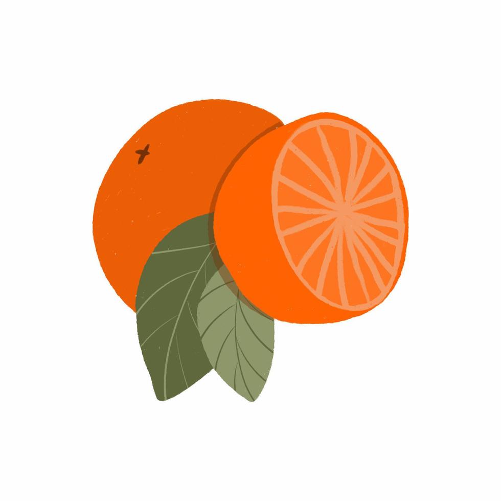 dibujado a mano fruta naranja vector