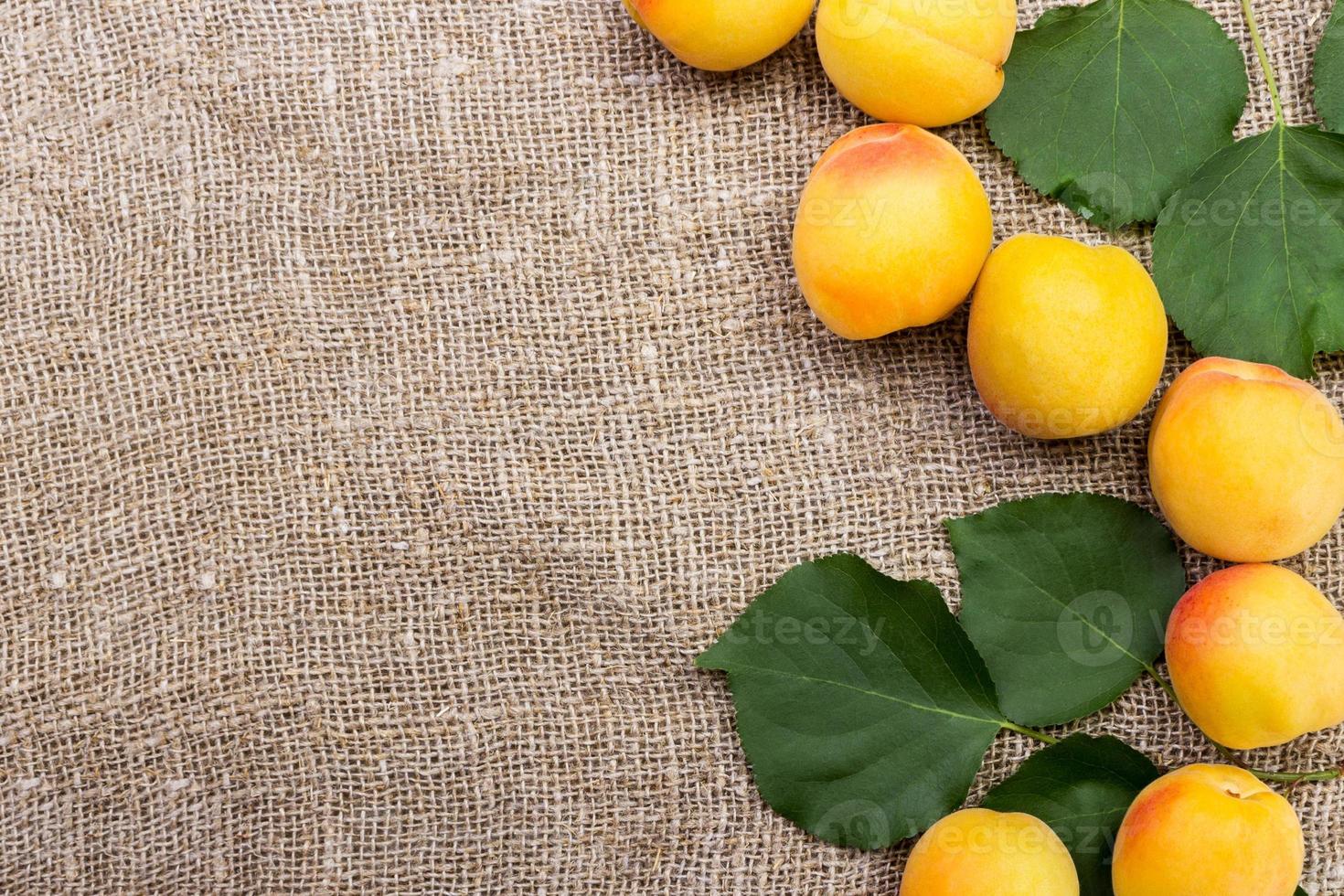 fresh apricots on burlap sack on table photo