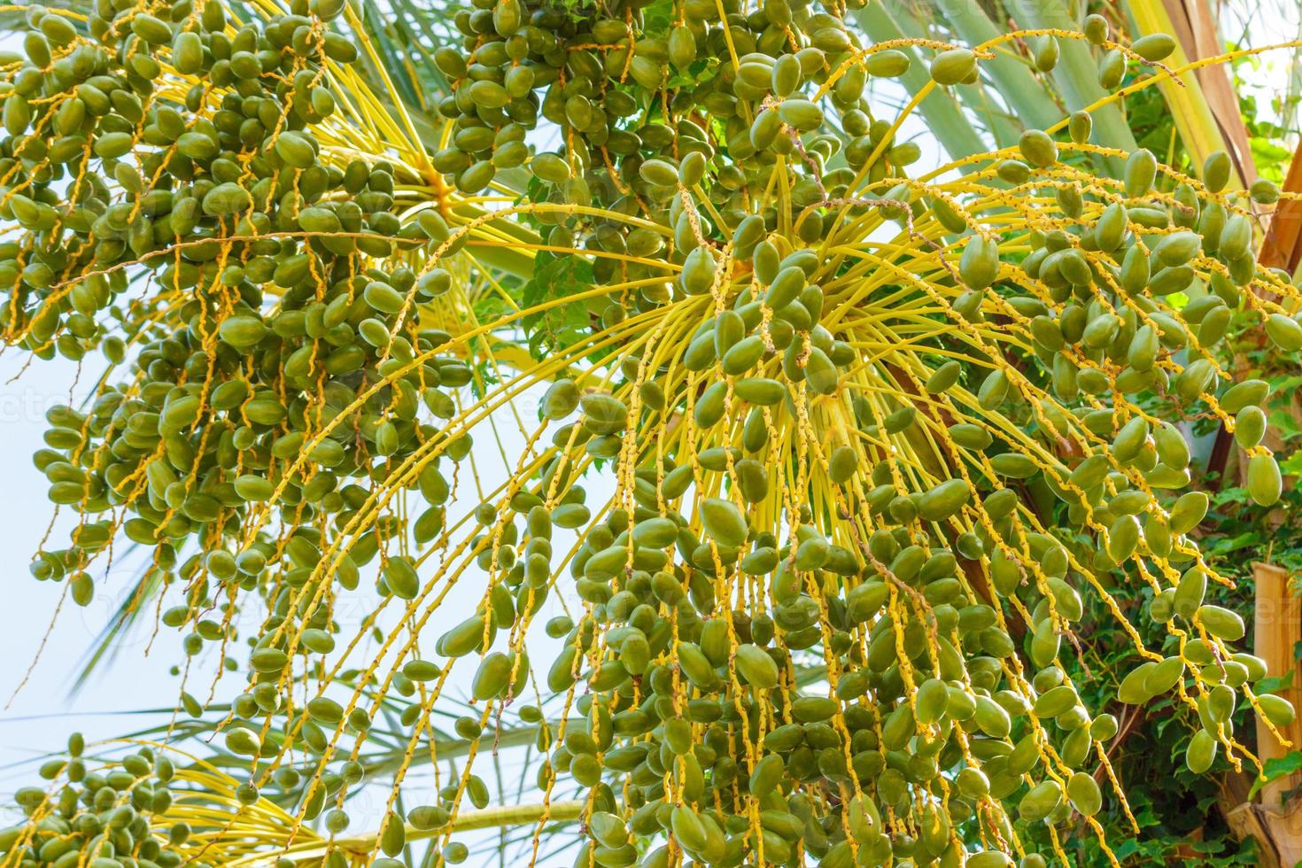 Cluster of green dates hanging from a date palm slowly ripening photo