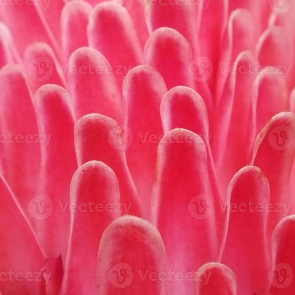 Close up pink flowers photo