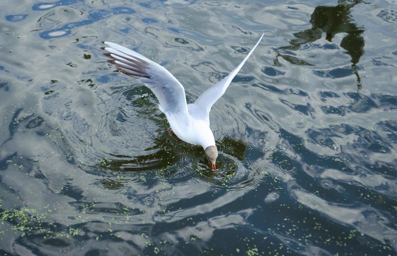 Seagull eat something. Bird found something in the water. Seagull on water. Seagull wingbeat. Seagulls on pond. Bird on motion. Reflection on water. photo