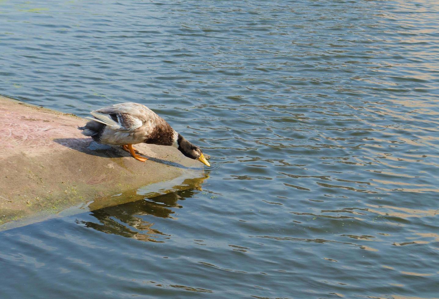 duck on the shore drinks water. Wild duck. Duck with black head. Waterfowl bird. photo
