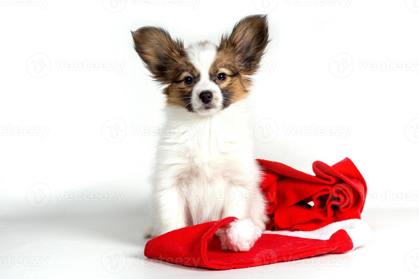A Papillon puppy in a red scarf and Christmas hat stands on a light background photo