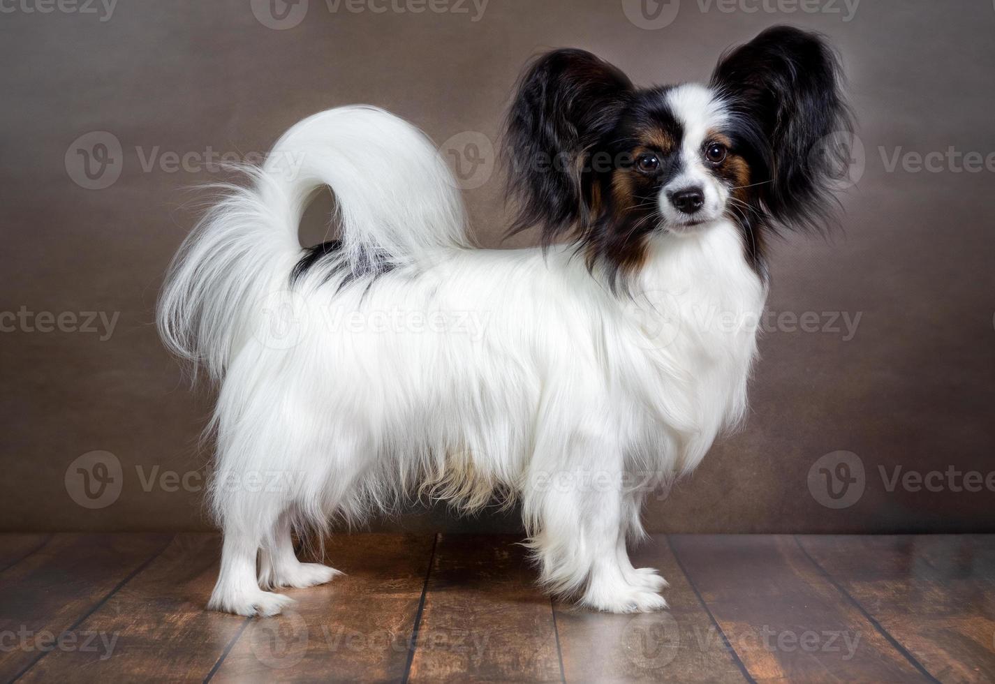 foto de estudio de un adorable perro papillon sobre un fondo oscuro