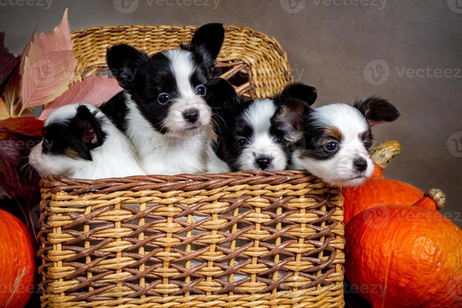 cuatro lindos cachorros papillon en una canasta de mimbre con calabazas naranjas foto