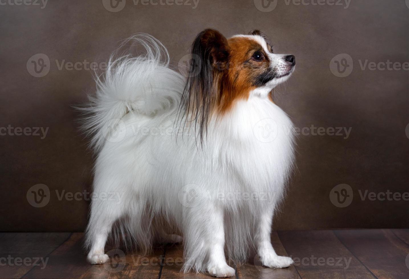 foto de estudio de un adorable perro papillon sobre un fondo oscuro