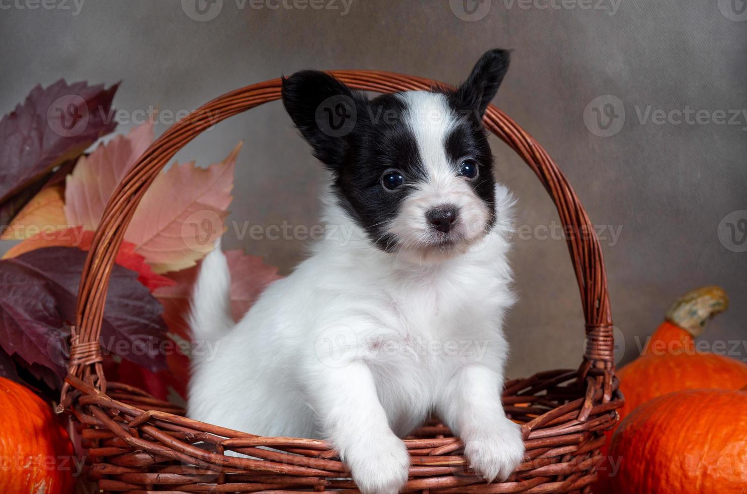 Cute Papillon puppy in a wicker basket with orange pumpkins and autumn leaves photo